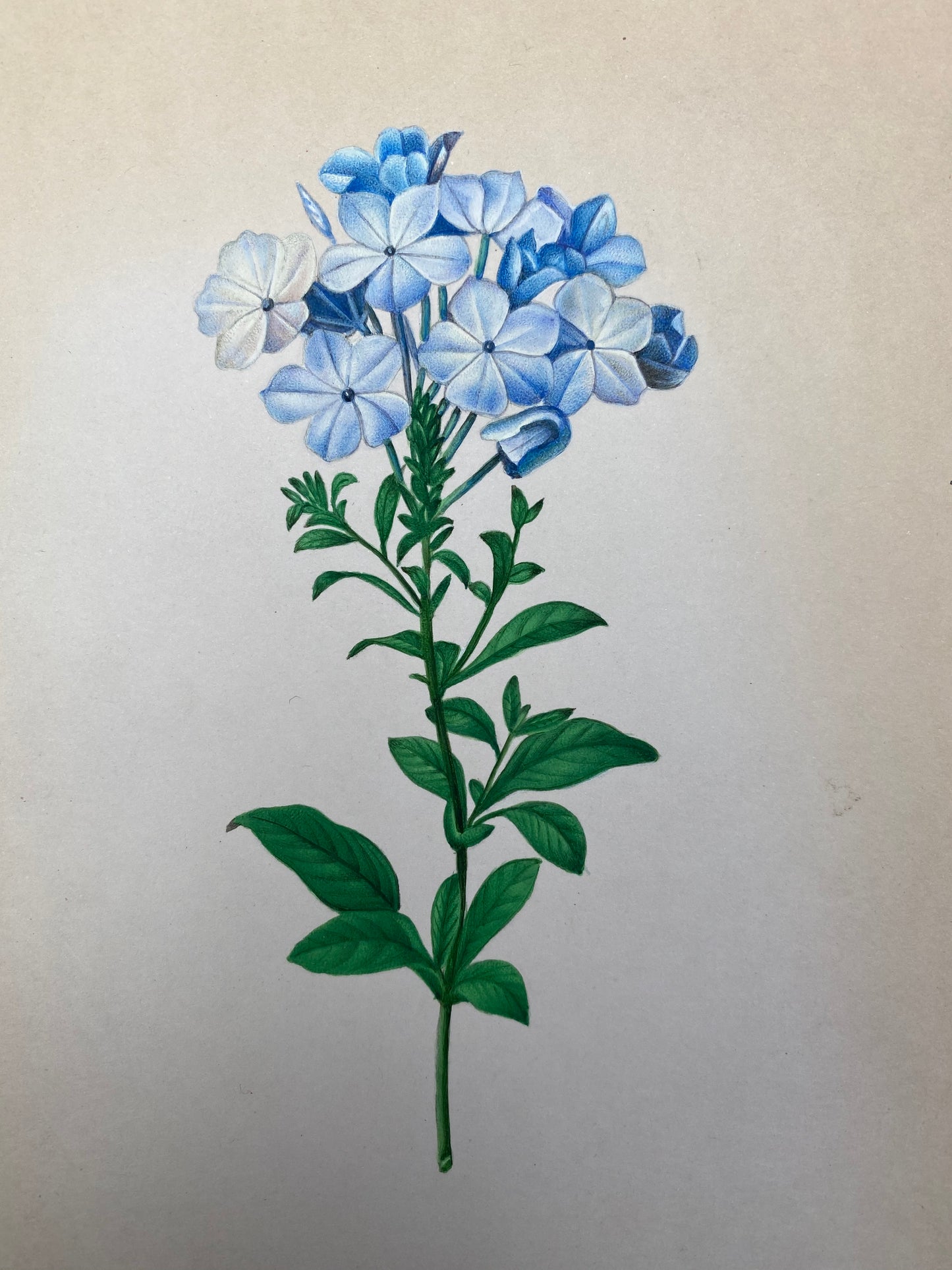 Botanical Flower Painting (2)