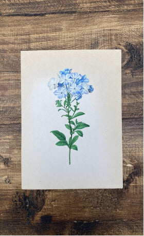Bespoke painting of a blue flower against a wooden background