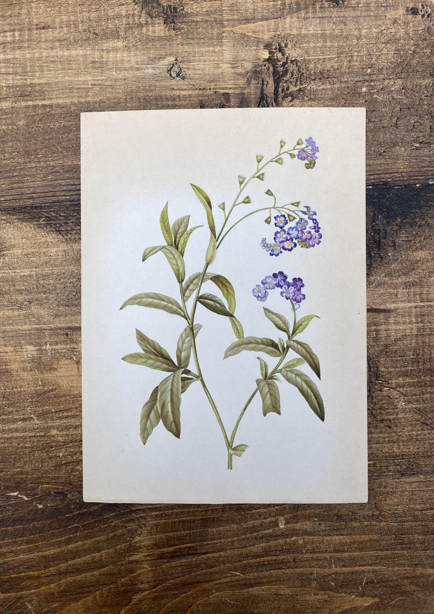Purple Botanical Flower Painting