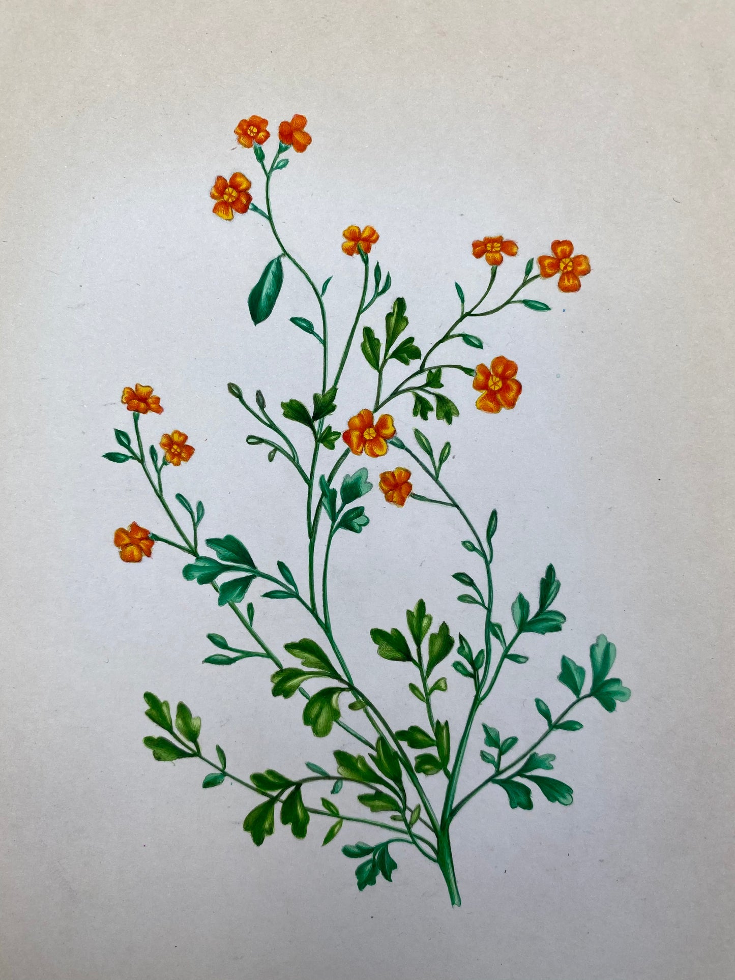 Botanical Flower Painting (3)